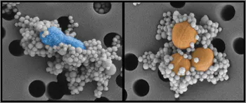 Genetically engineered protein-coated magnetic beads binding to pathogens