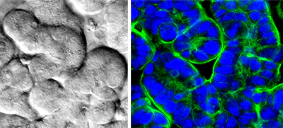 Human intestinal epithelial cells